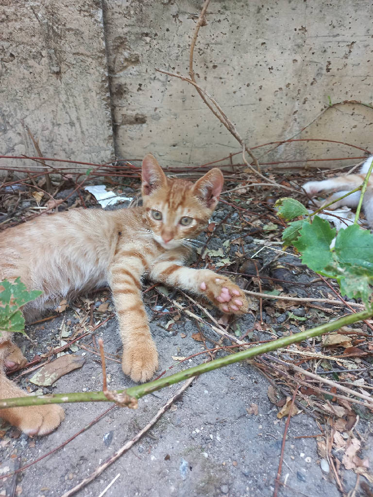 Kedi
