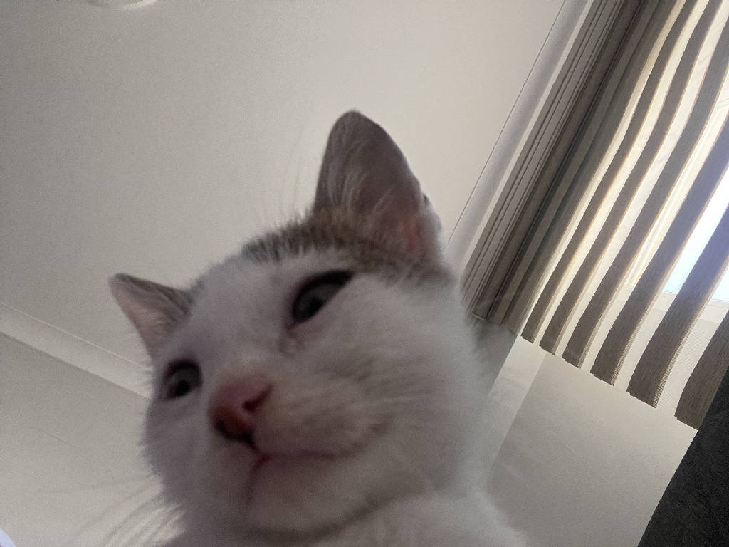Kedi