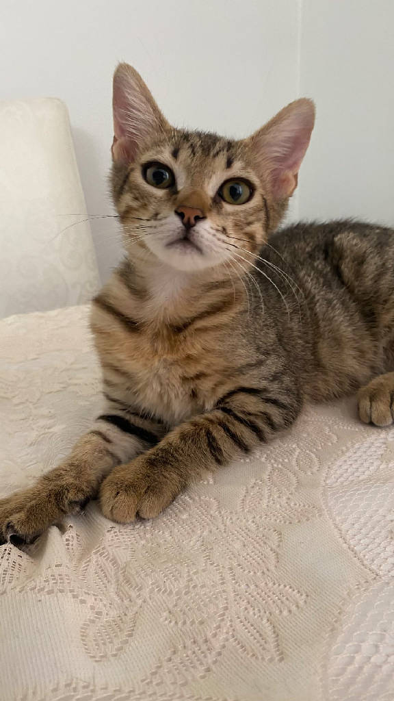Lila