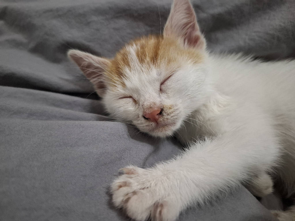 ekmek - Kedi ilanı Gaziantep