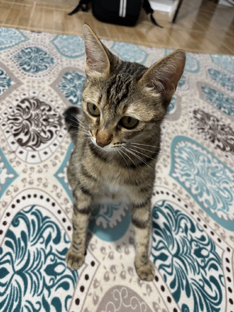 Maya