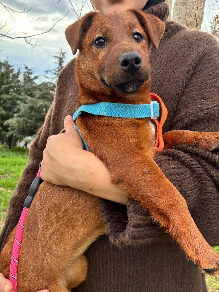 Bunny - Köpek ilanı İstanbul