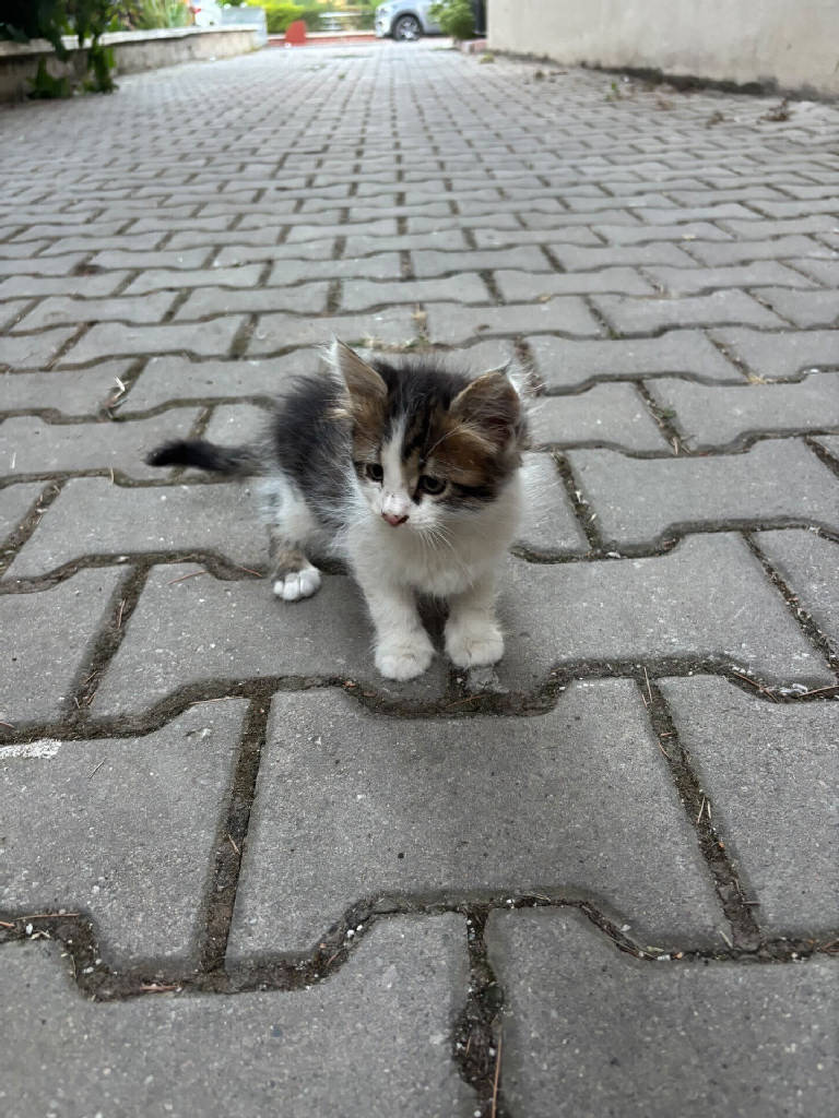 Kedi