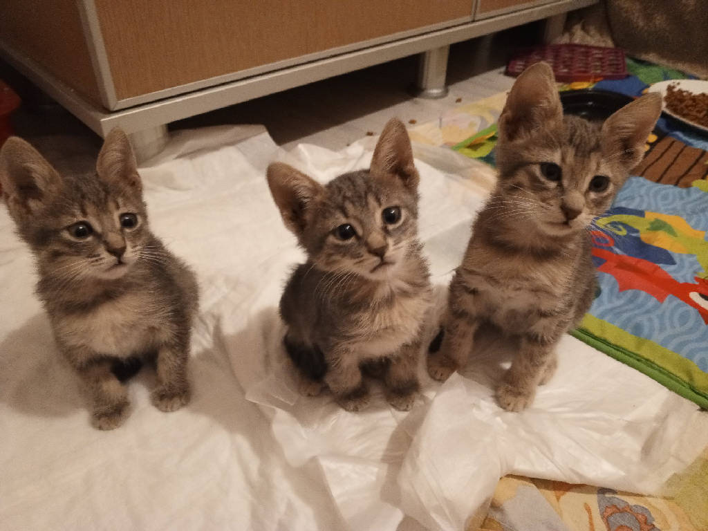 Kedi