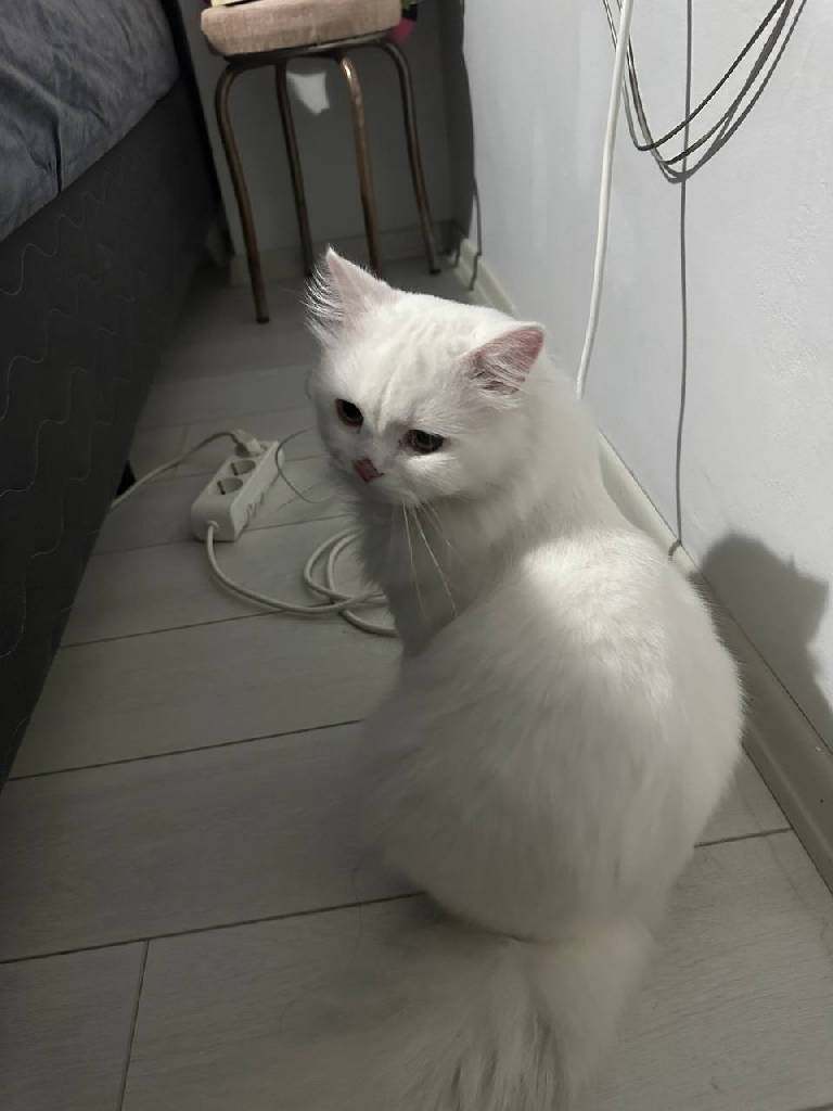Bulut