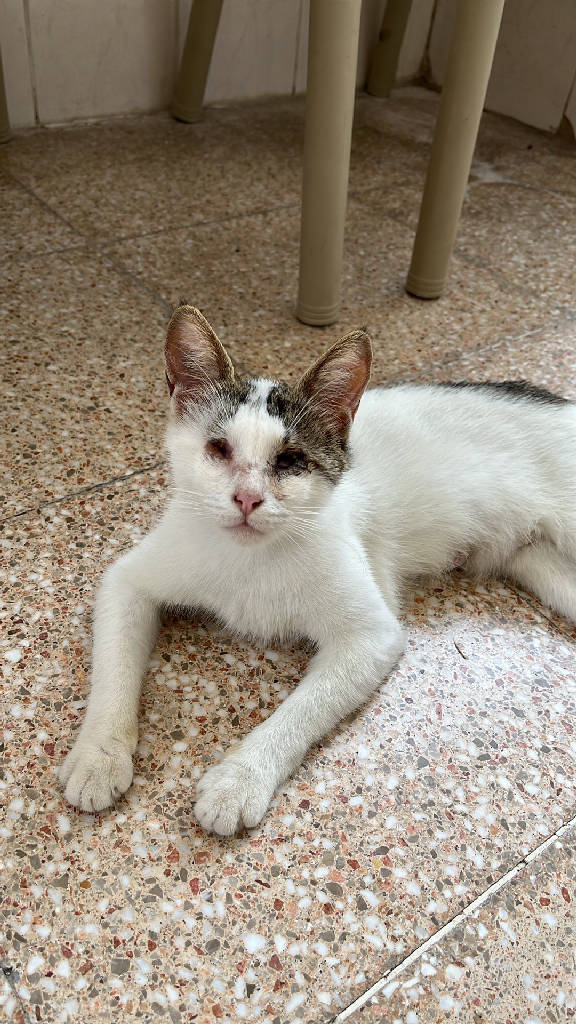 Pamuk