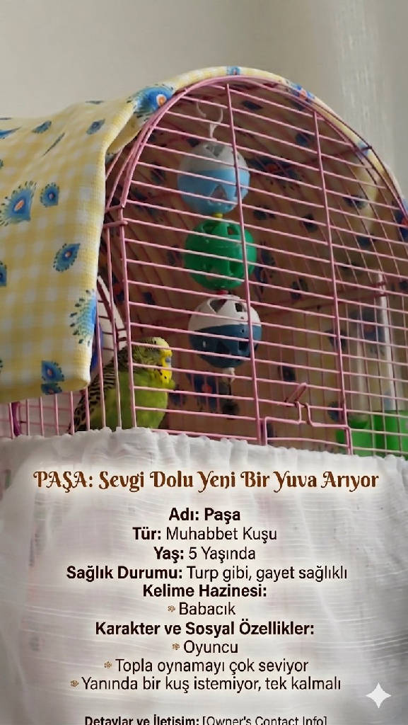 paşa - Kuş ilanı İstanbul
