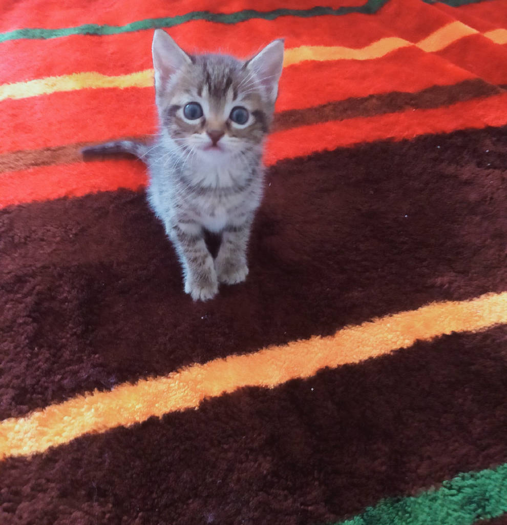 Nala