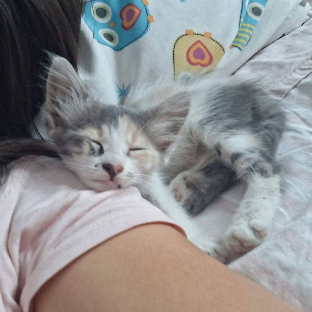 Kedi