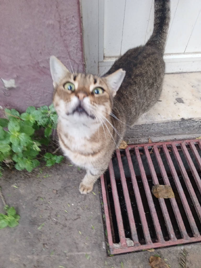 cemile