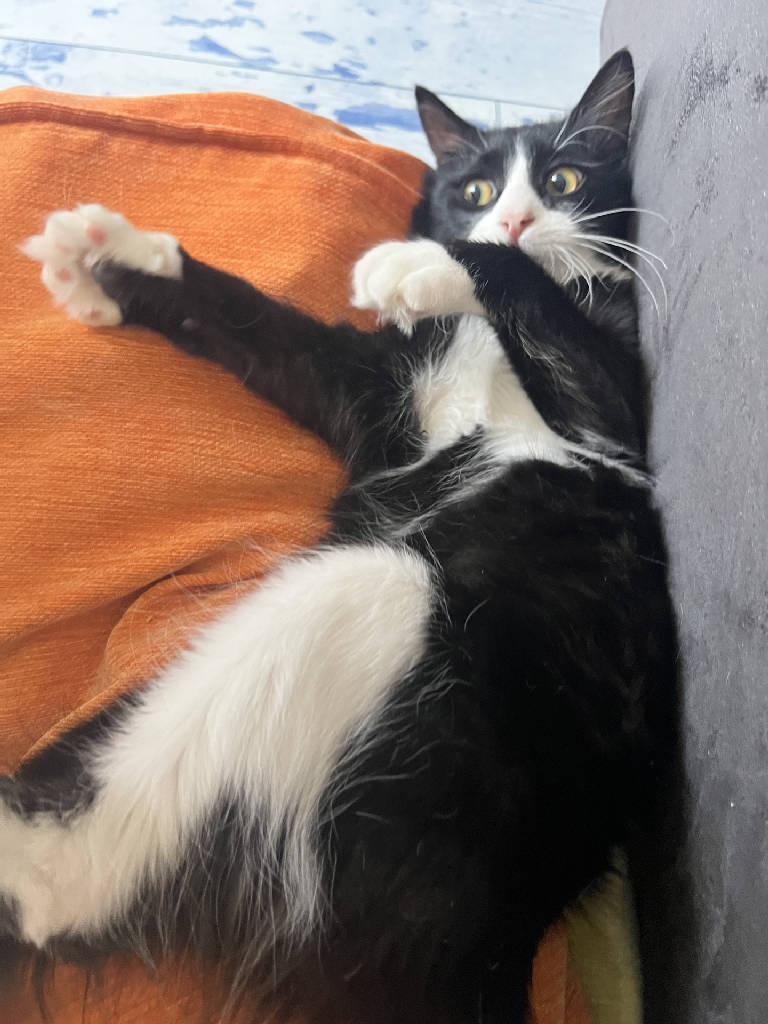 voli