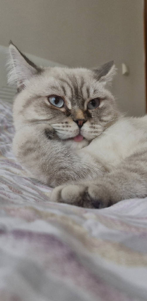 oscar
