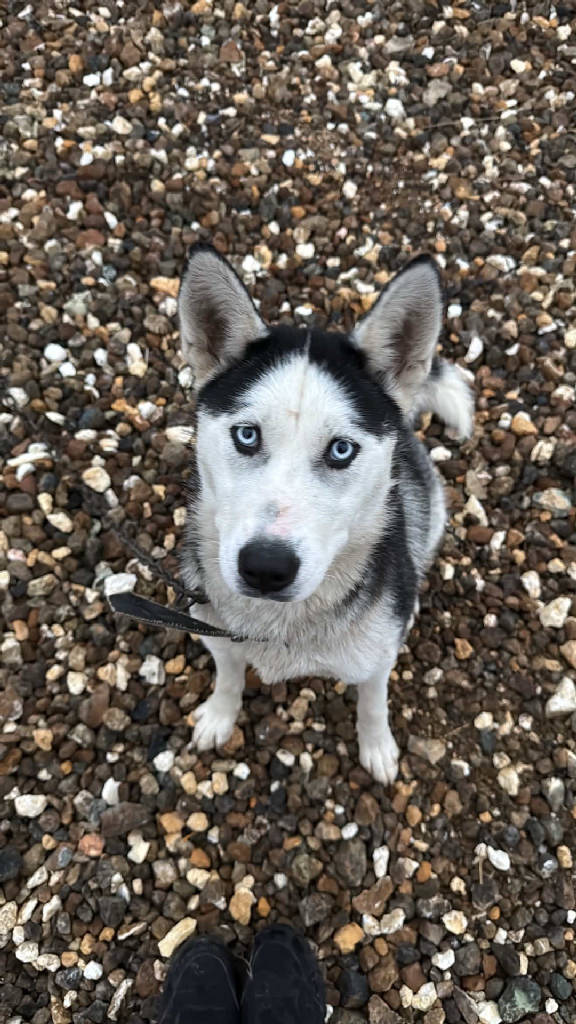 Köpek