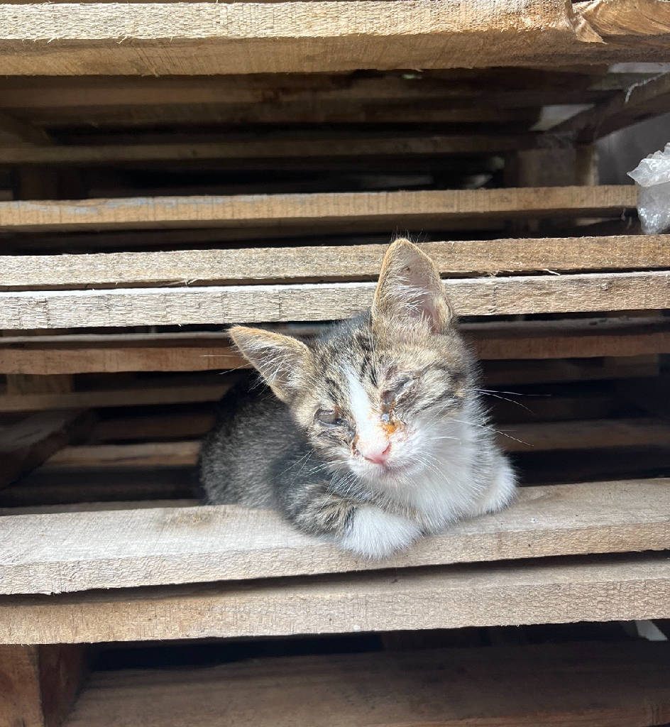 Kedi