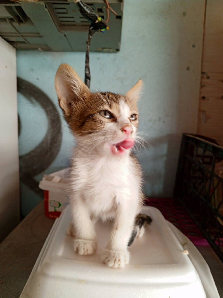 Kedi