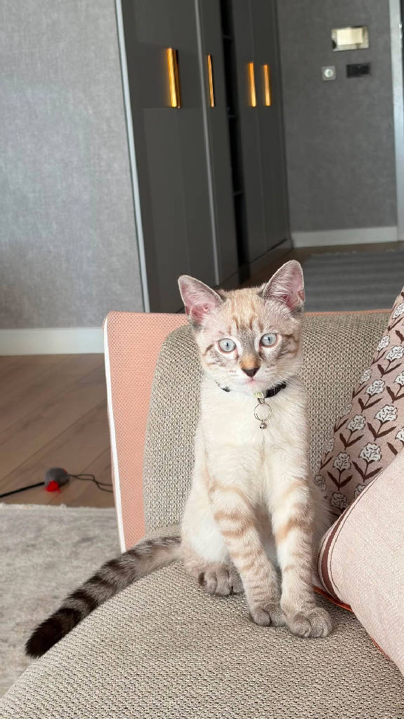 dobby