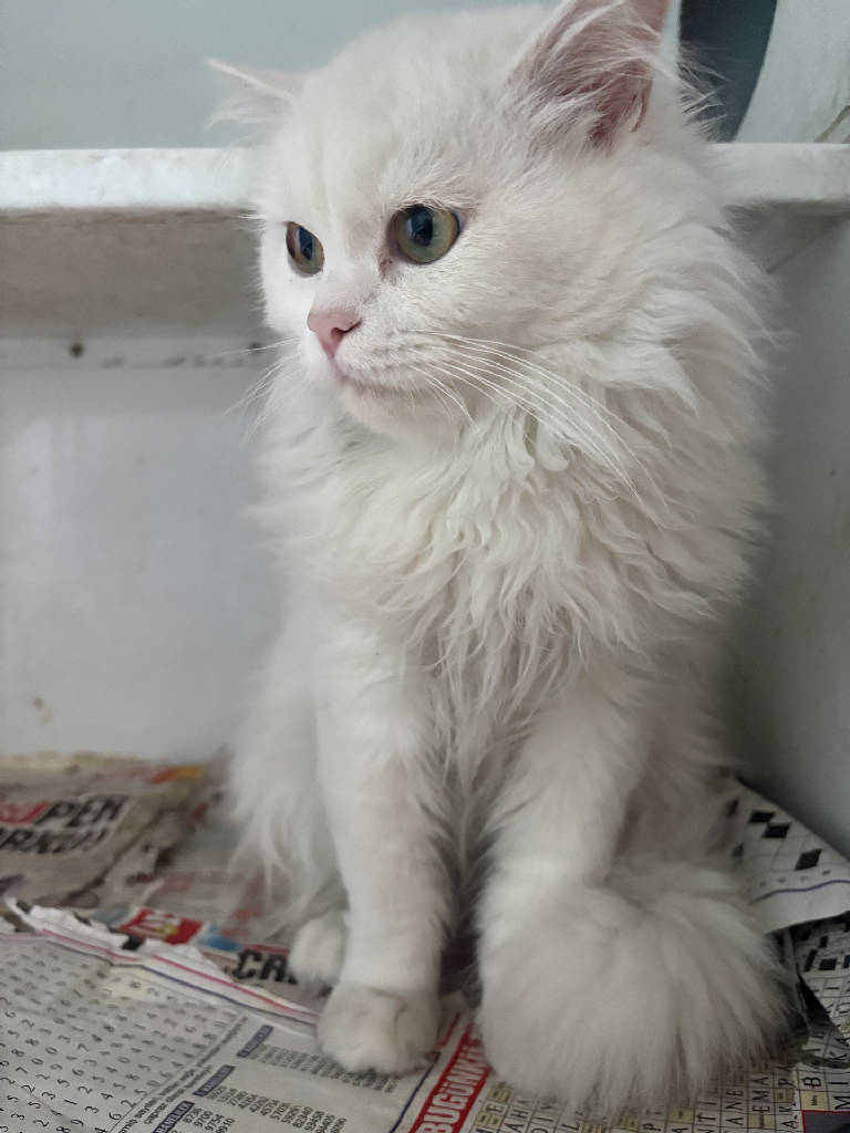 Kedi