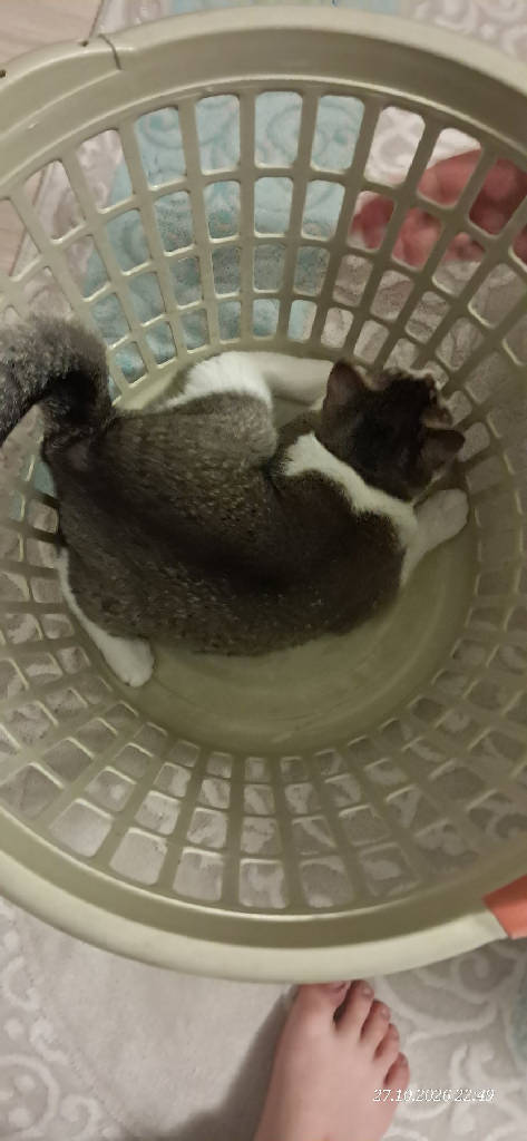 Kedi