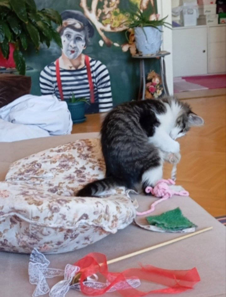 RoFi