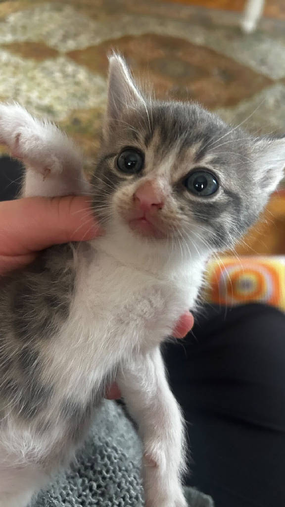 Kedi