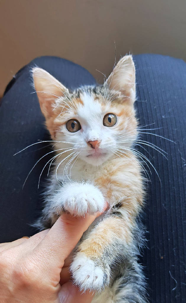 Kedi
