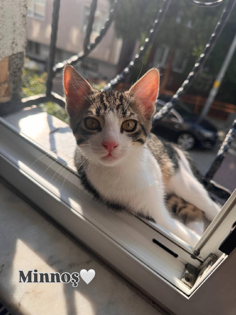 Uzaylı Minnoş ve Zebra Kardeşler