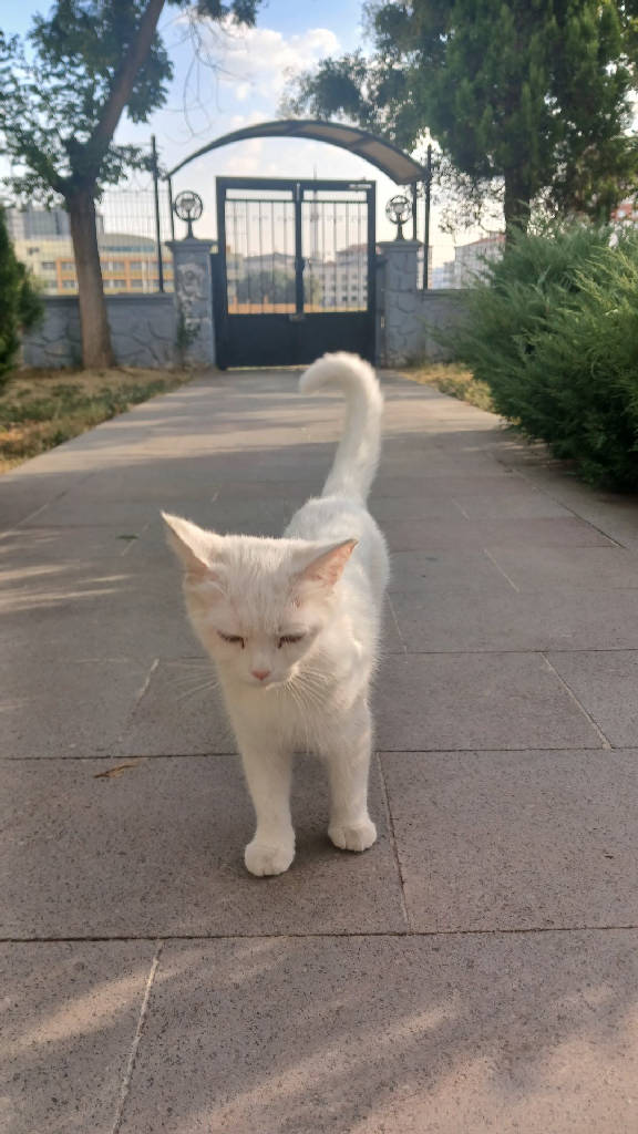 kartopu