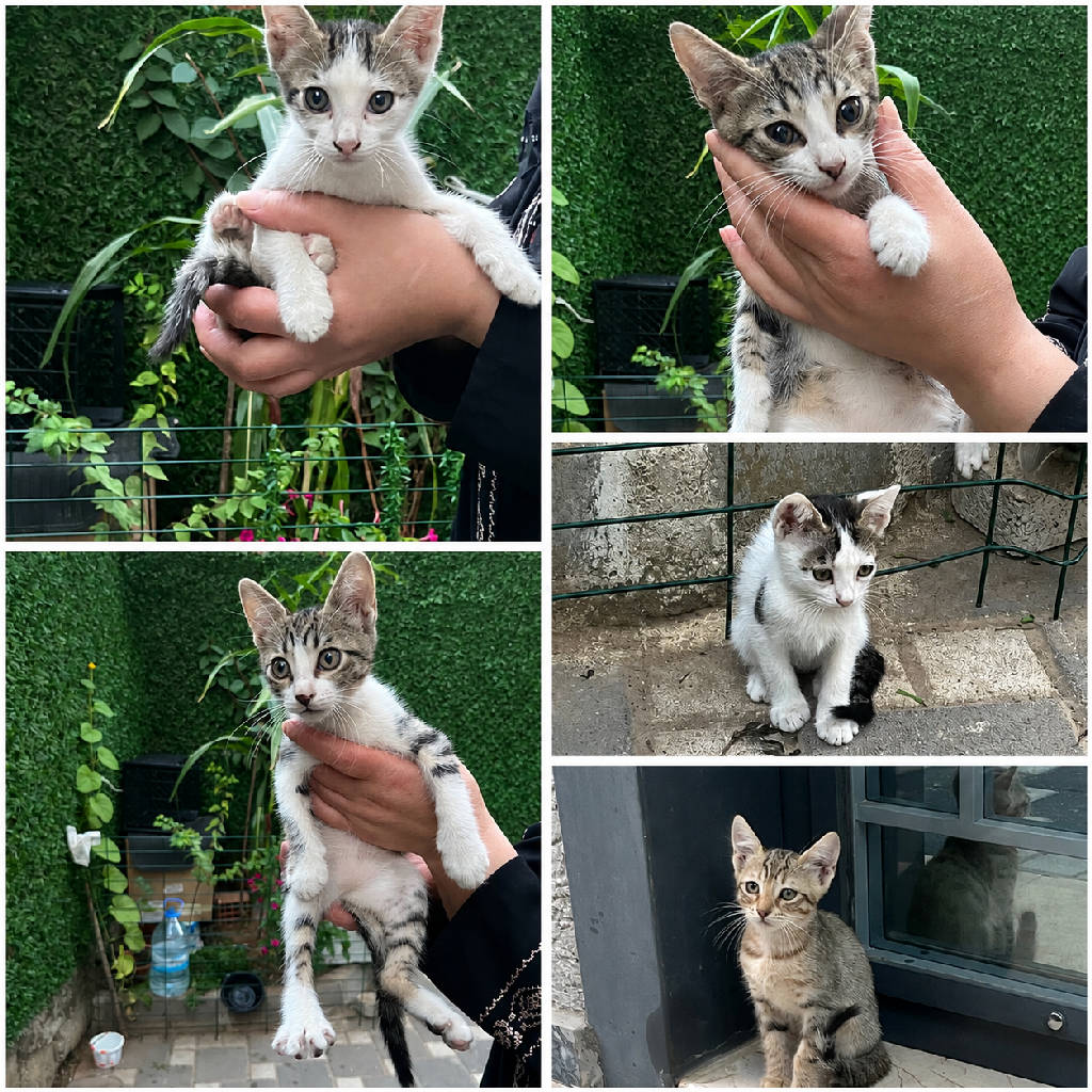 Kedi