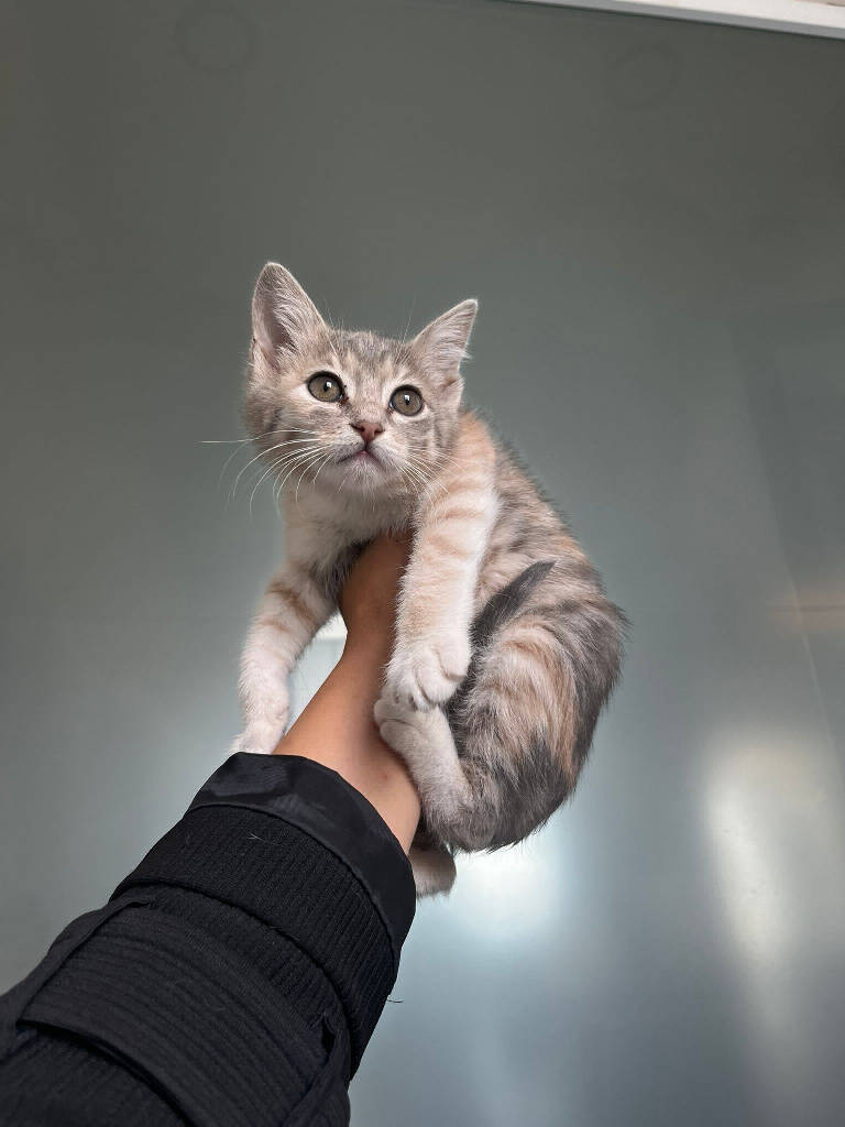 Hayvan - Kedi ilanı İstanbul