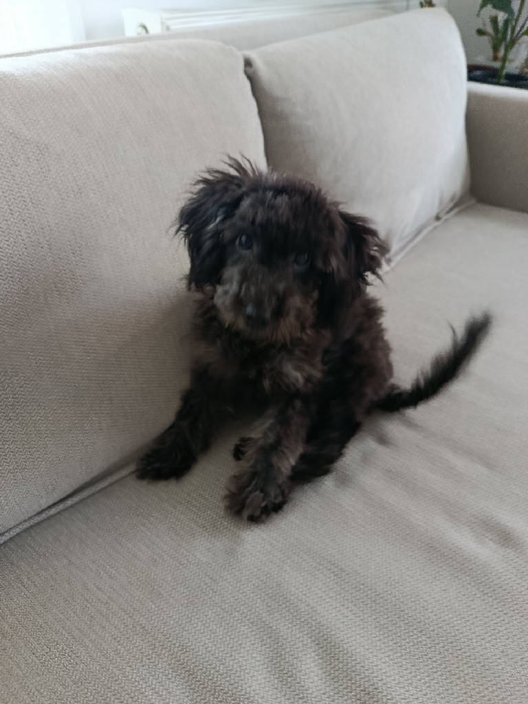 Zeytin