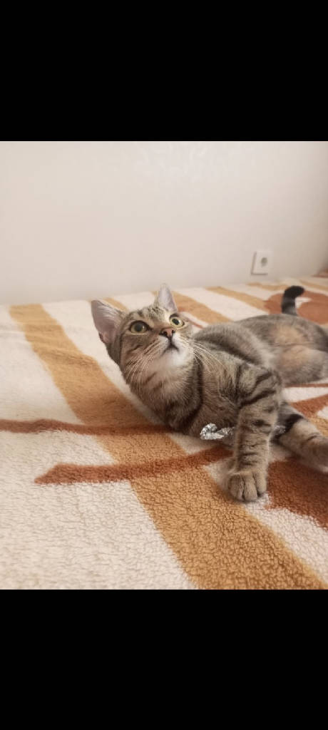 kedi