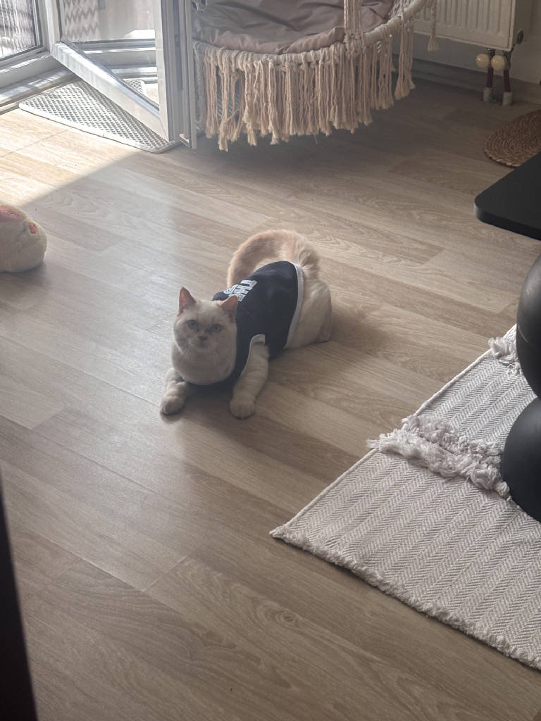 Kedi