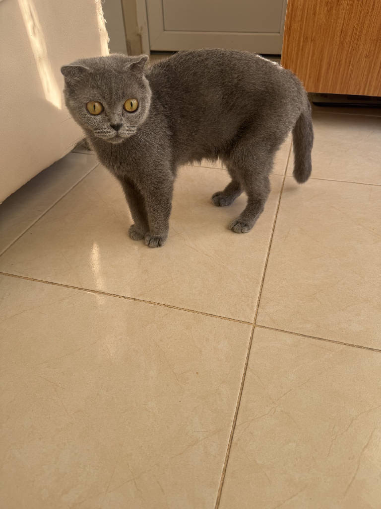 mia