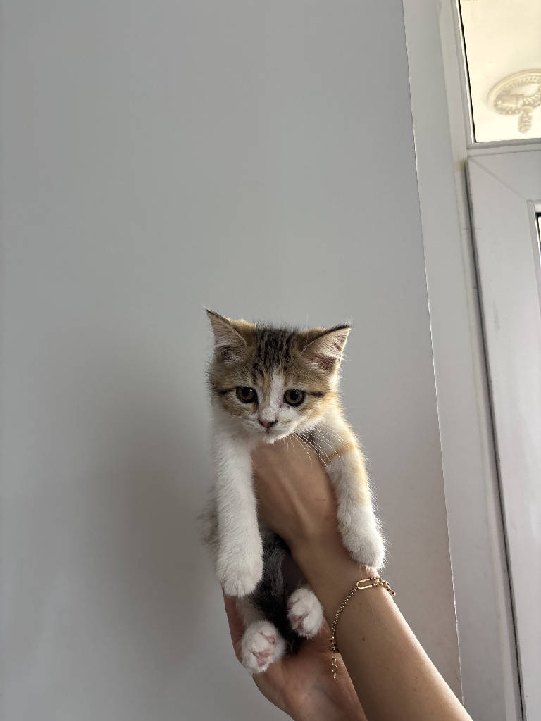 Kedi