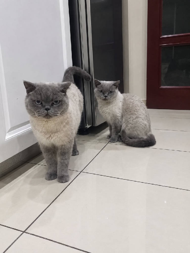 biri paşa biri çakır