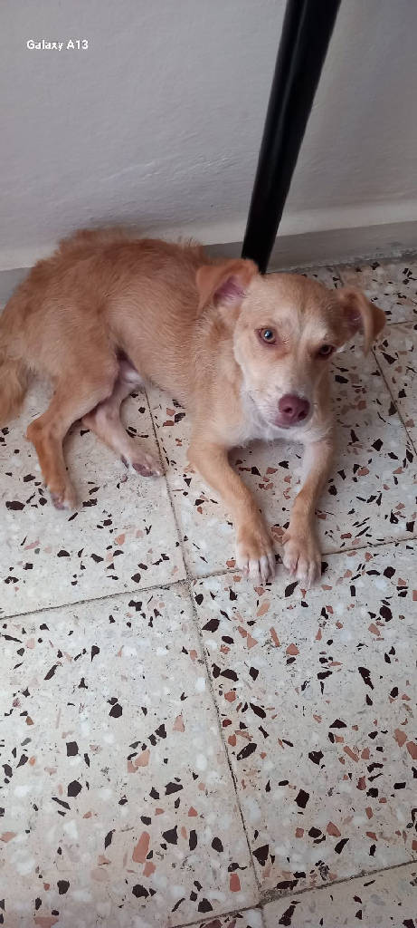 Köpek
