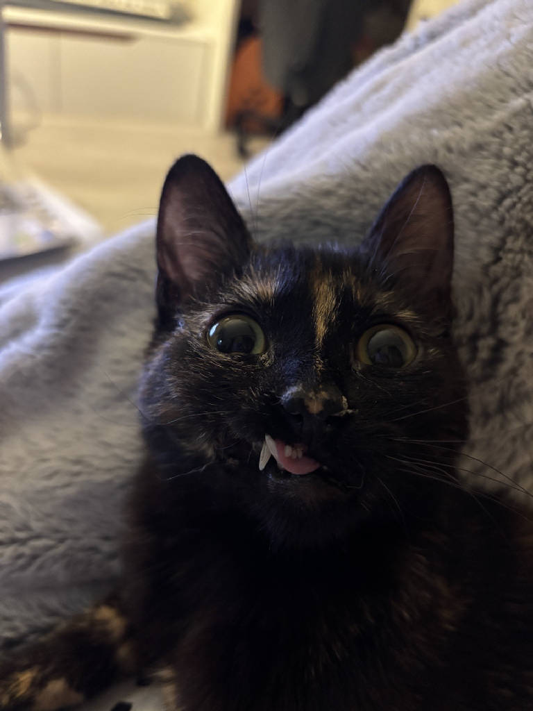Böcek