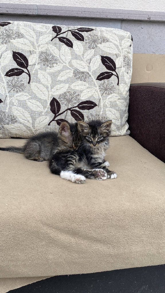 Kedi