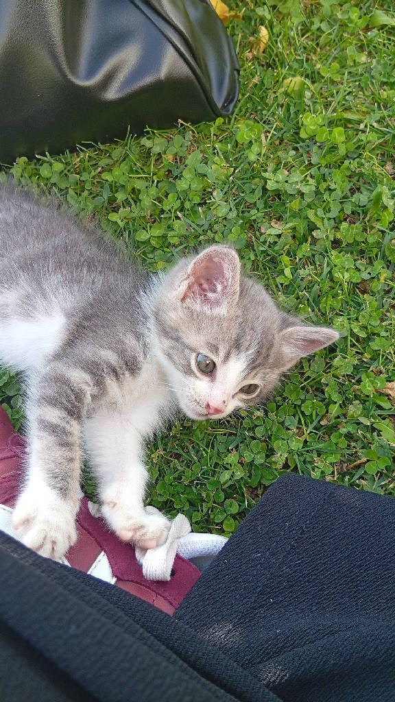 pamuk