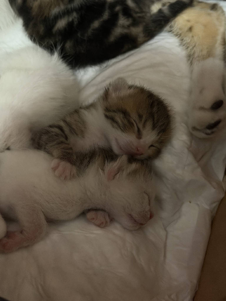Kedi