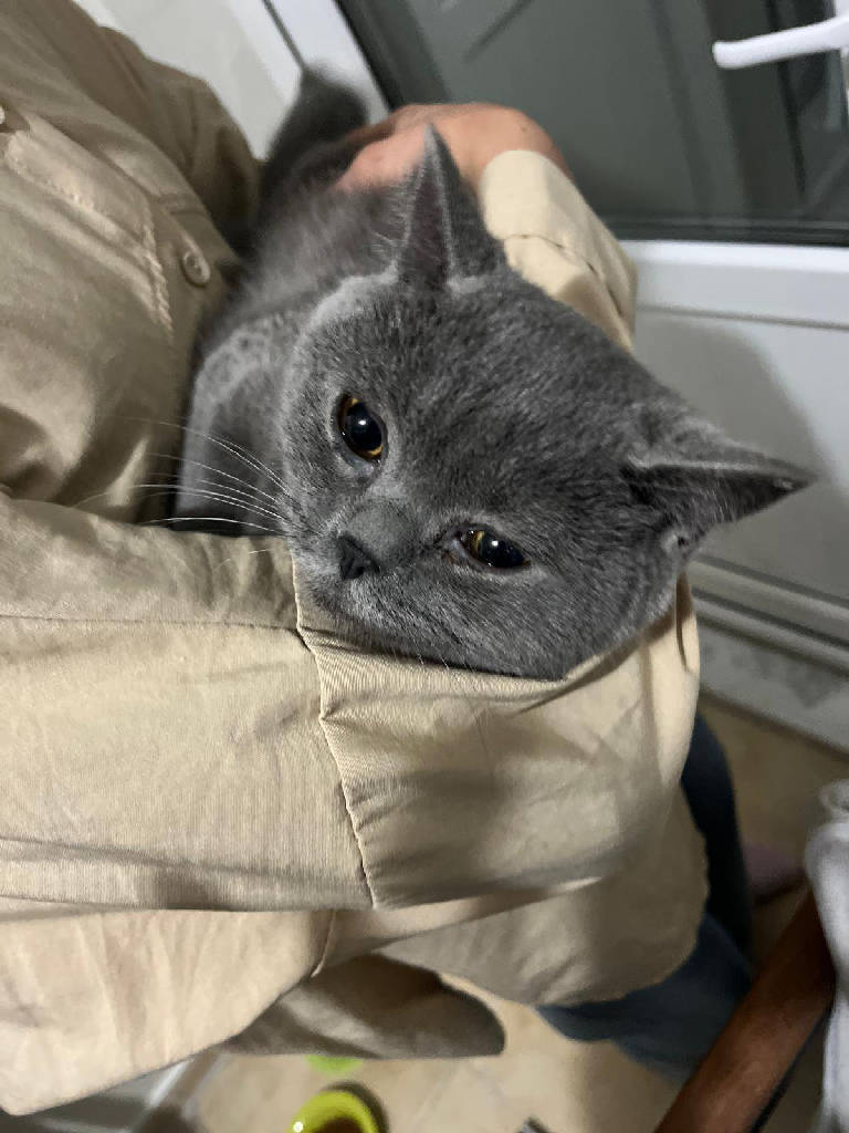 Kedi