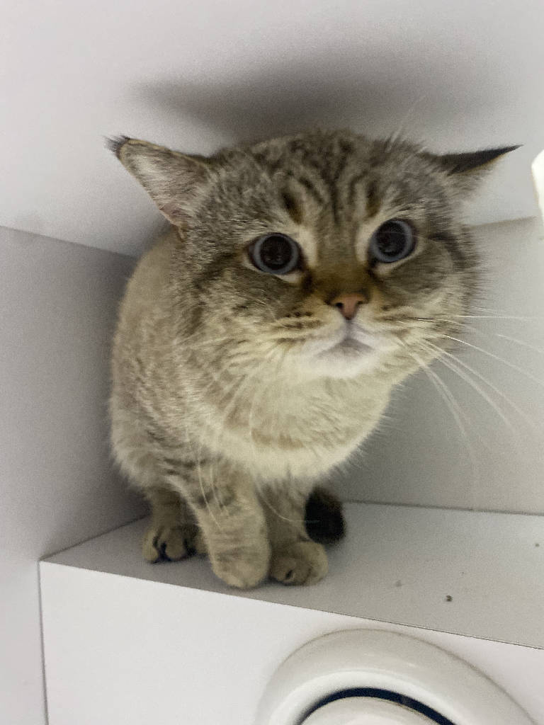 Kedi