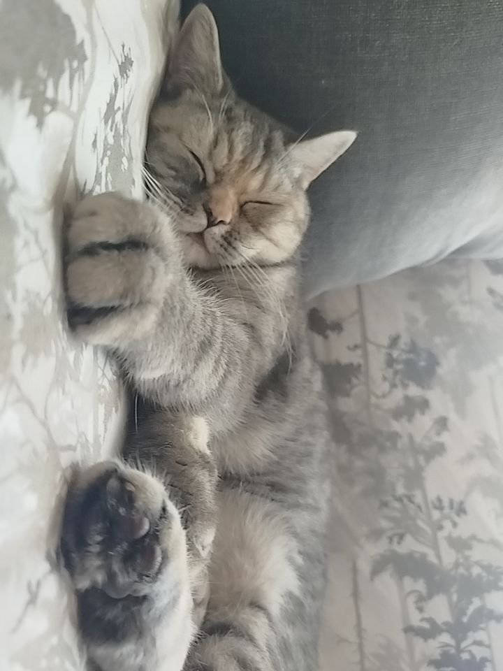 ŞİLA