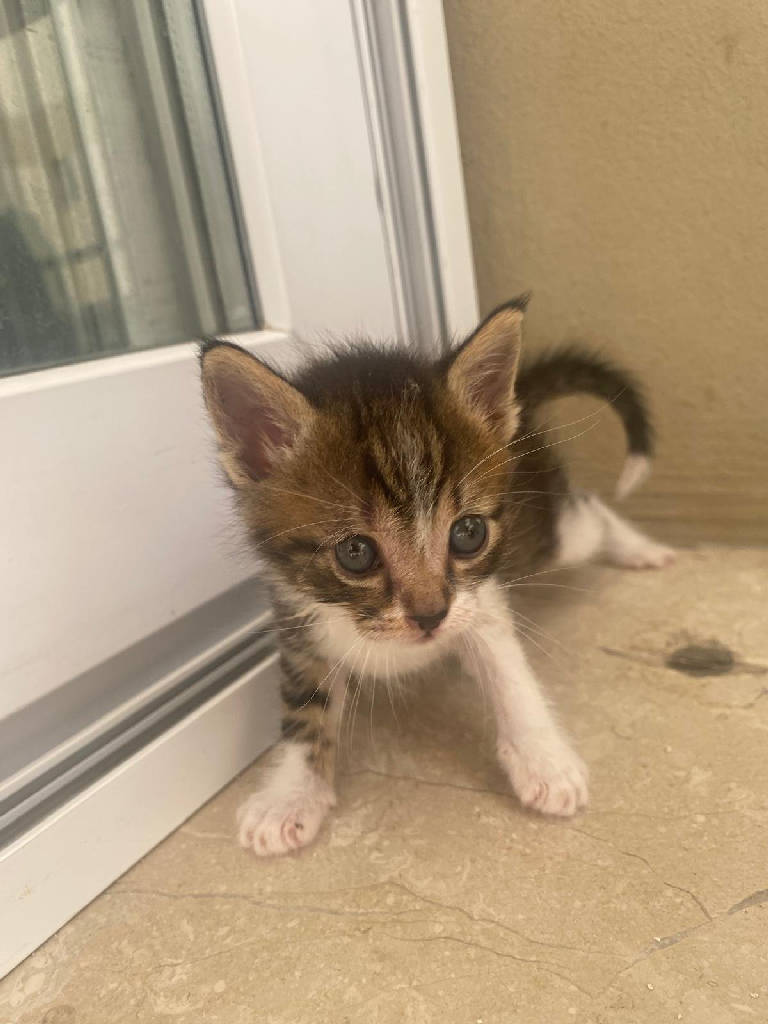 Kedi