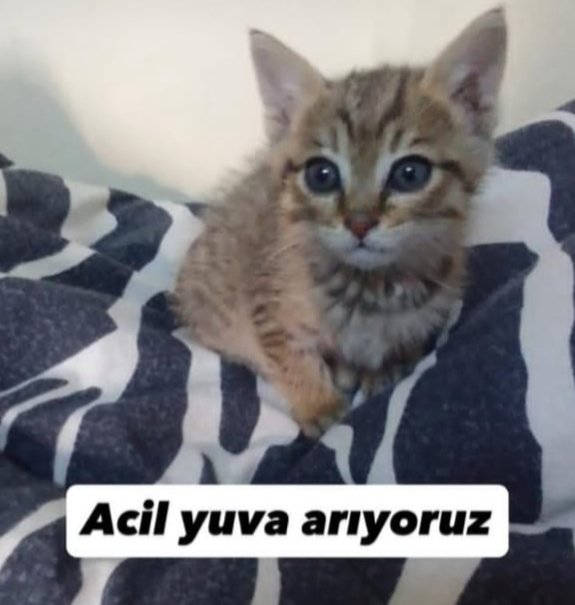 Kedi