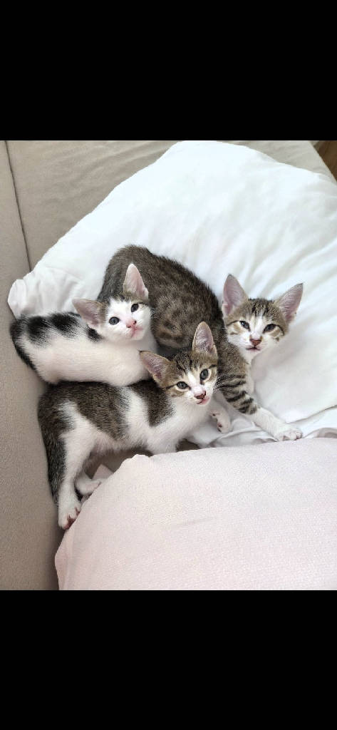 3 tane yavru bebiş