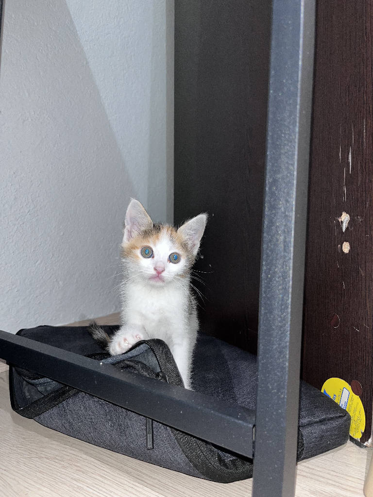 adı yok - Kedi ilanı Giresun