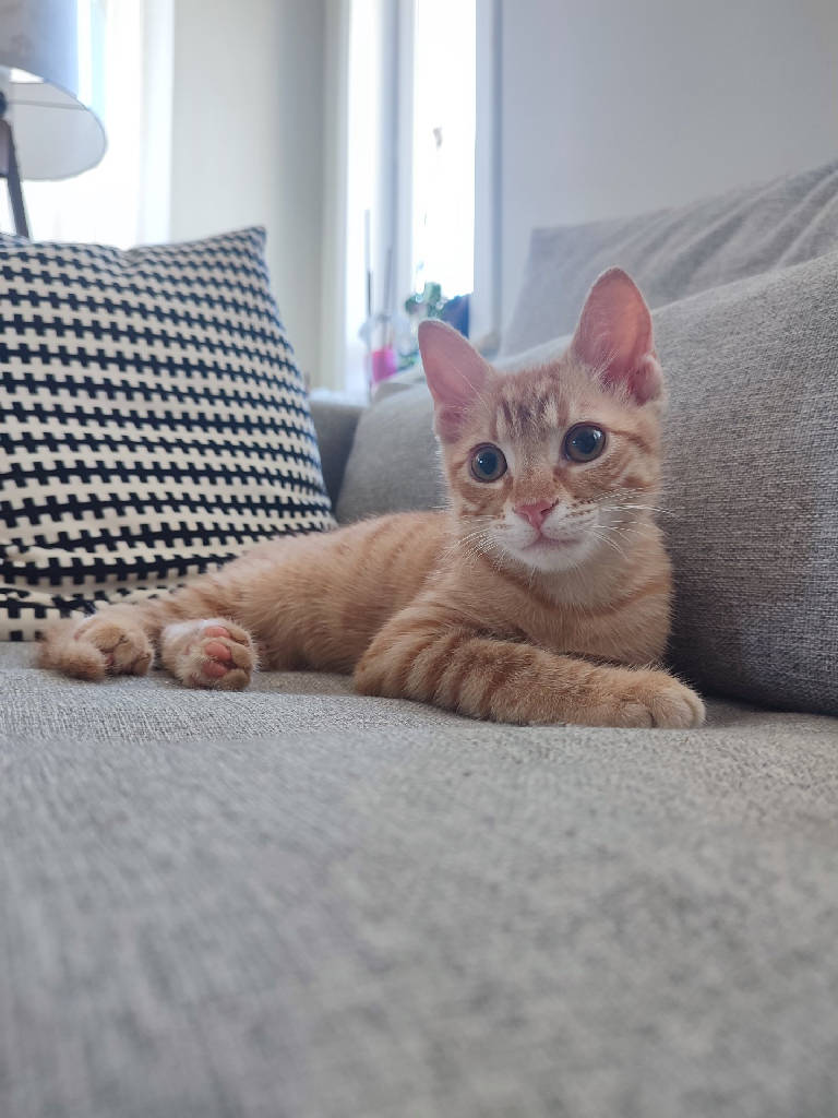 Simba