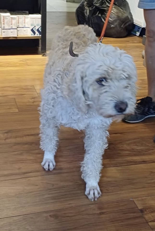 Köpek