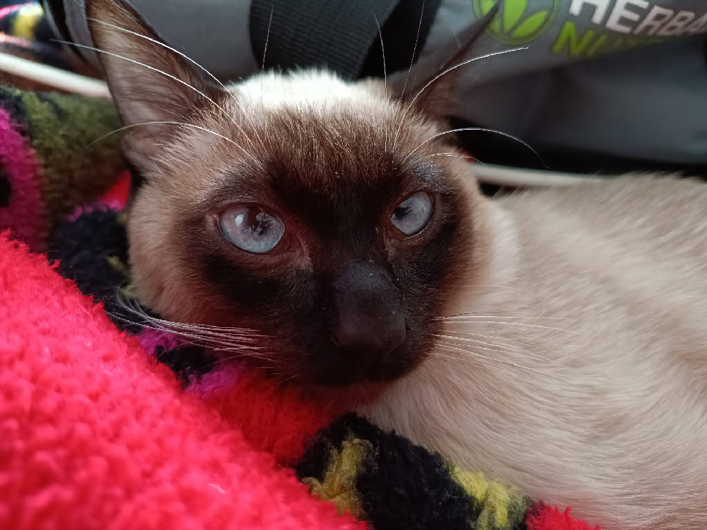 Ares
